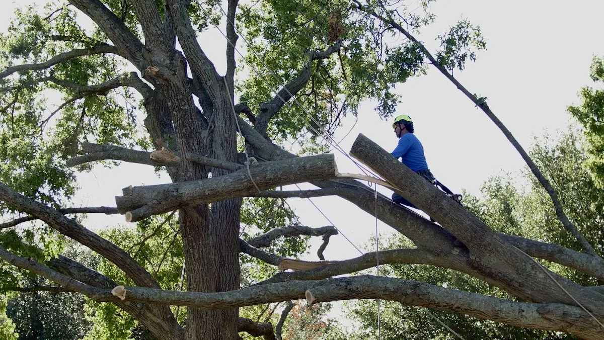 Professional Crown Thinning performed by certified arborists in Keswick